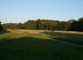 Early Successional Fields